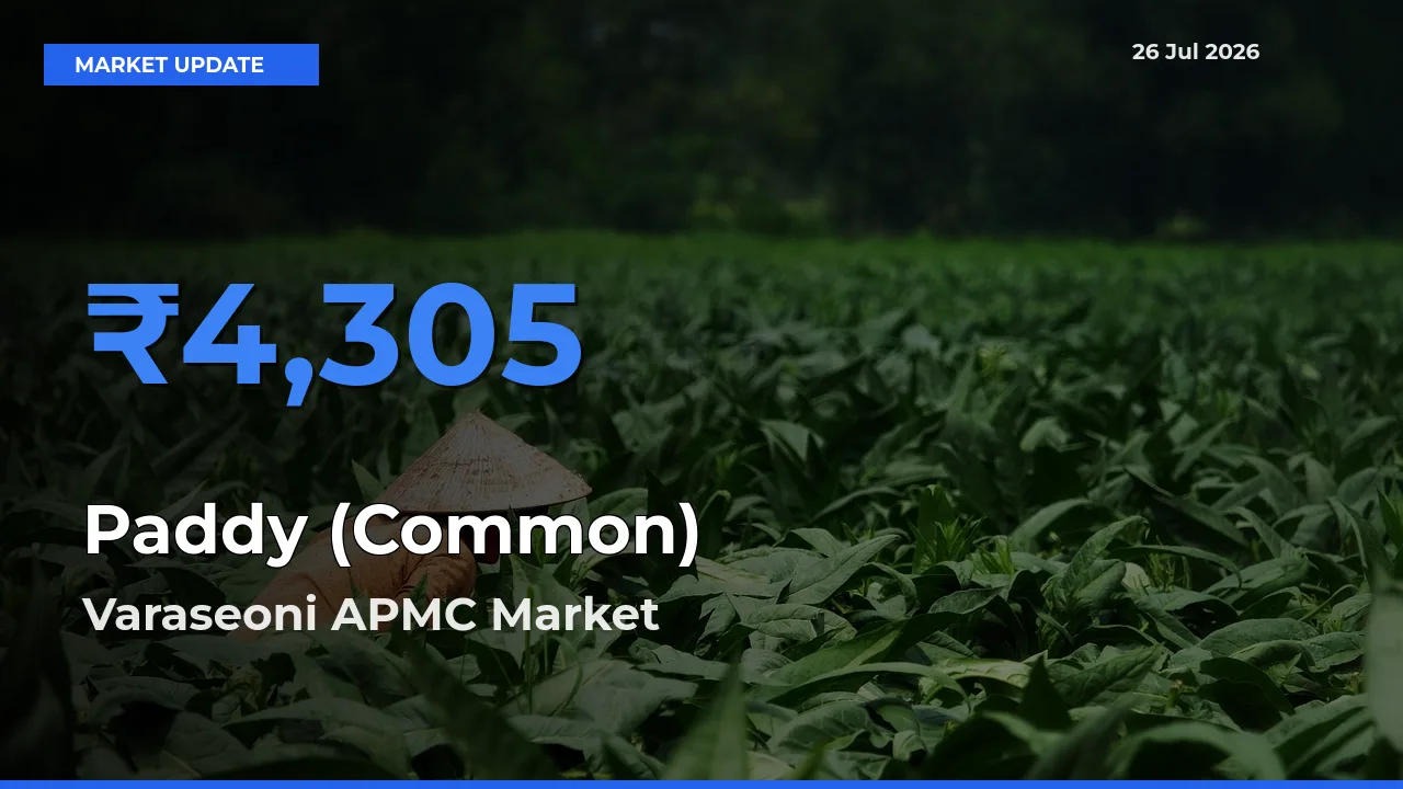 Varaseoni APMC Tops Paddy (Common) Mandi Rates Today
