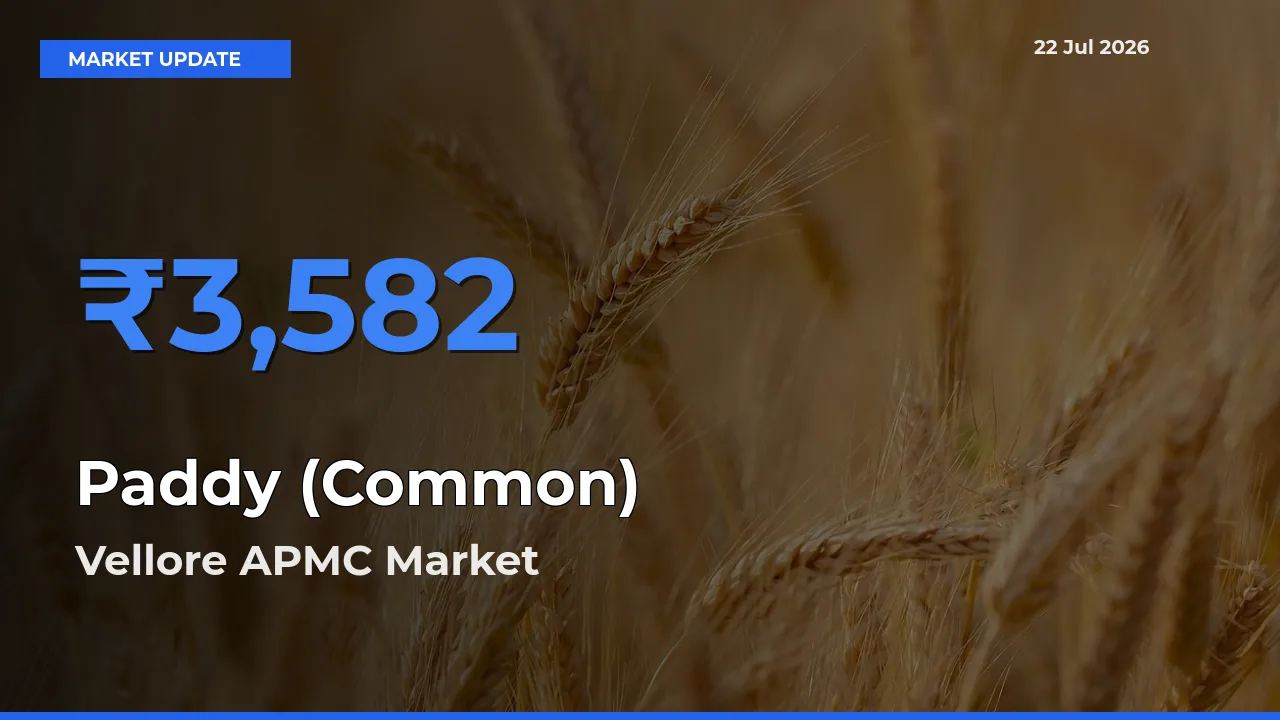 Vellore APMC Tops Paddy (Common) Mandi Rates Today