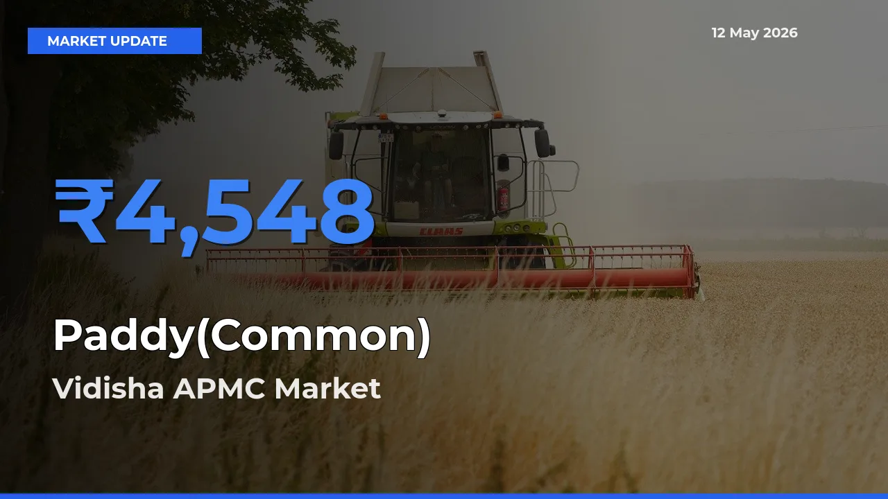 Top Performer! Vidisha APMC Offers Best Paddy(Common) Price Today