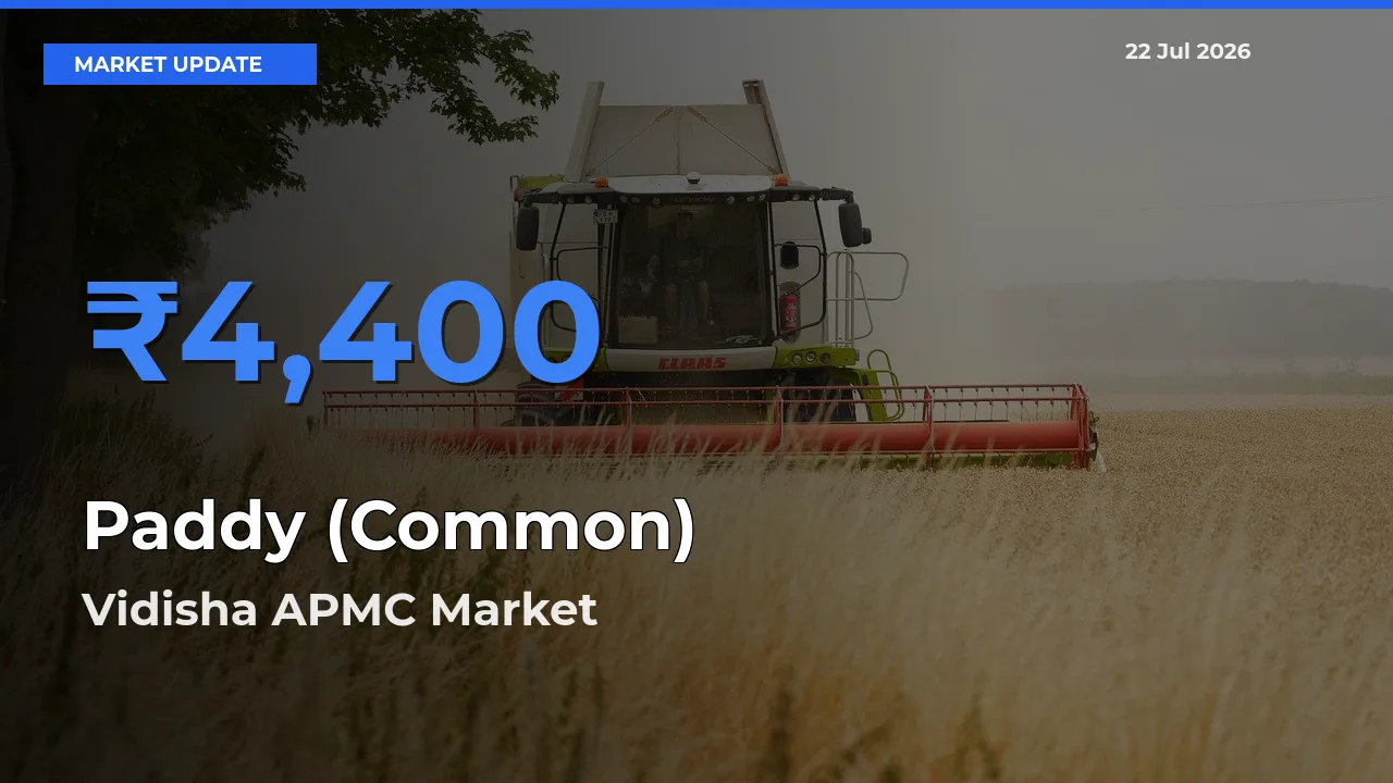 Vidisha APMC Emerges as Top Mandi for Paddy (Common) Prices Today