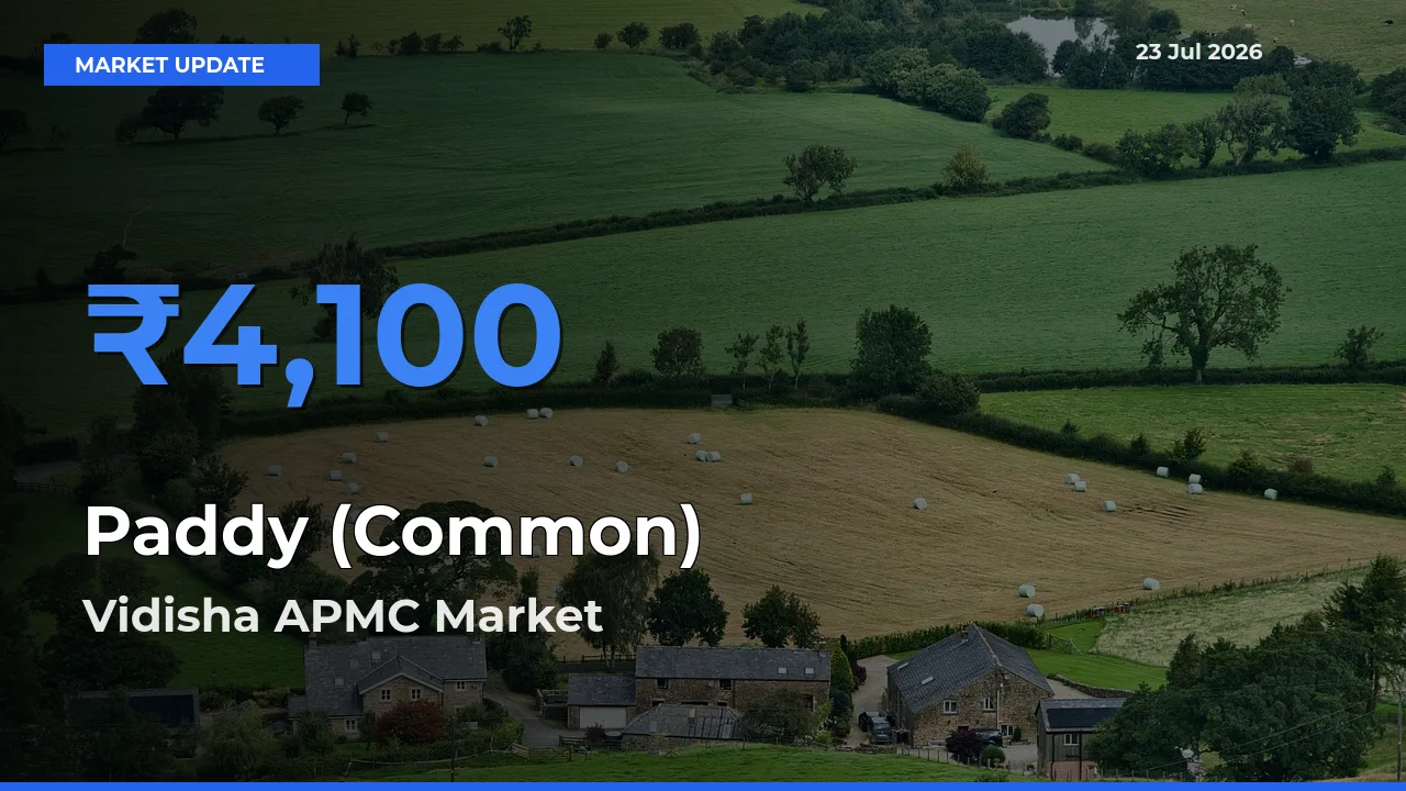 Vidisha APMC Offers ₹4,100 – Highest Paddy (Common) Rate Today