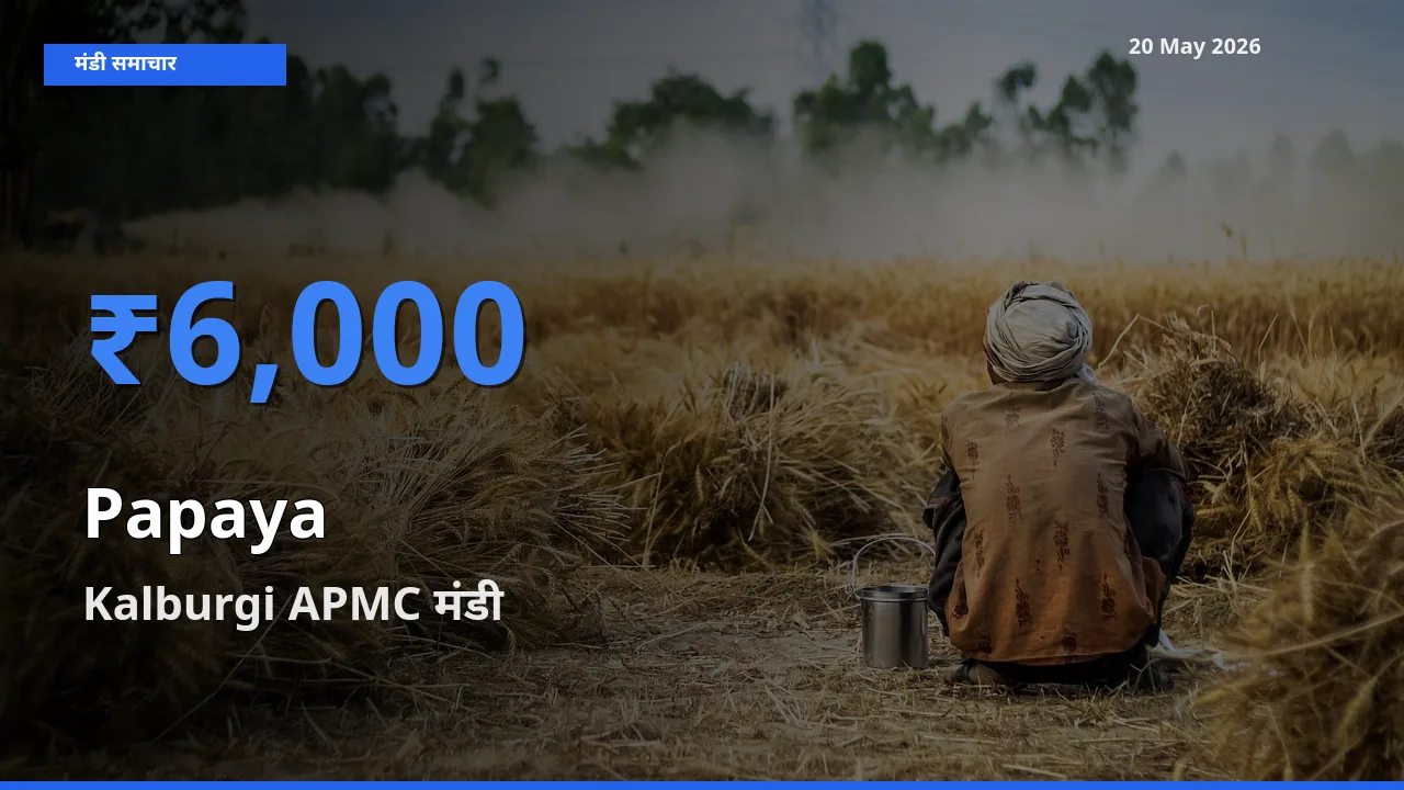 टॉप मंडी बना Kalburgi APMC! पपीता के सबसे ऊँचे दाम यहीं दर्ज