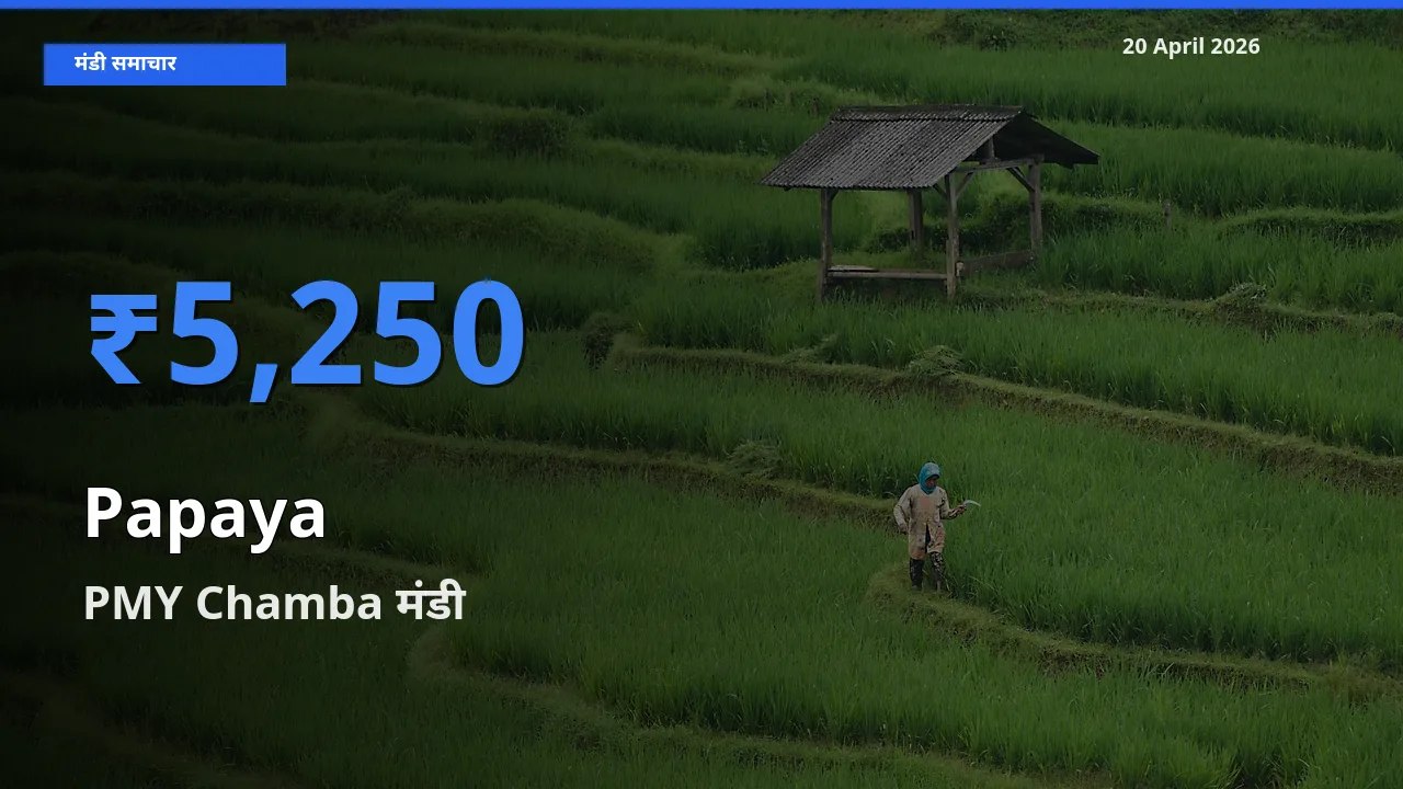 PMY Chamba मंडी में आज पपीता के सबसे ऊँचे दाम दर्ज