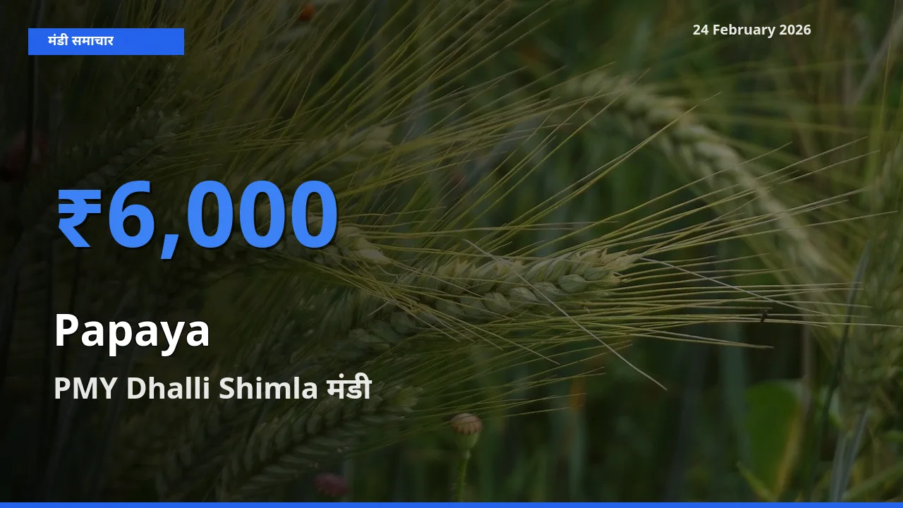 PMY Dhalli Shimla में Papaya का आज सबसे ऊँचा भाव