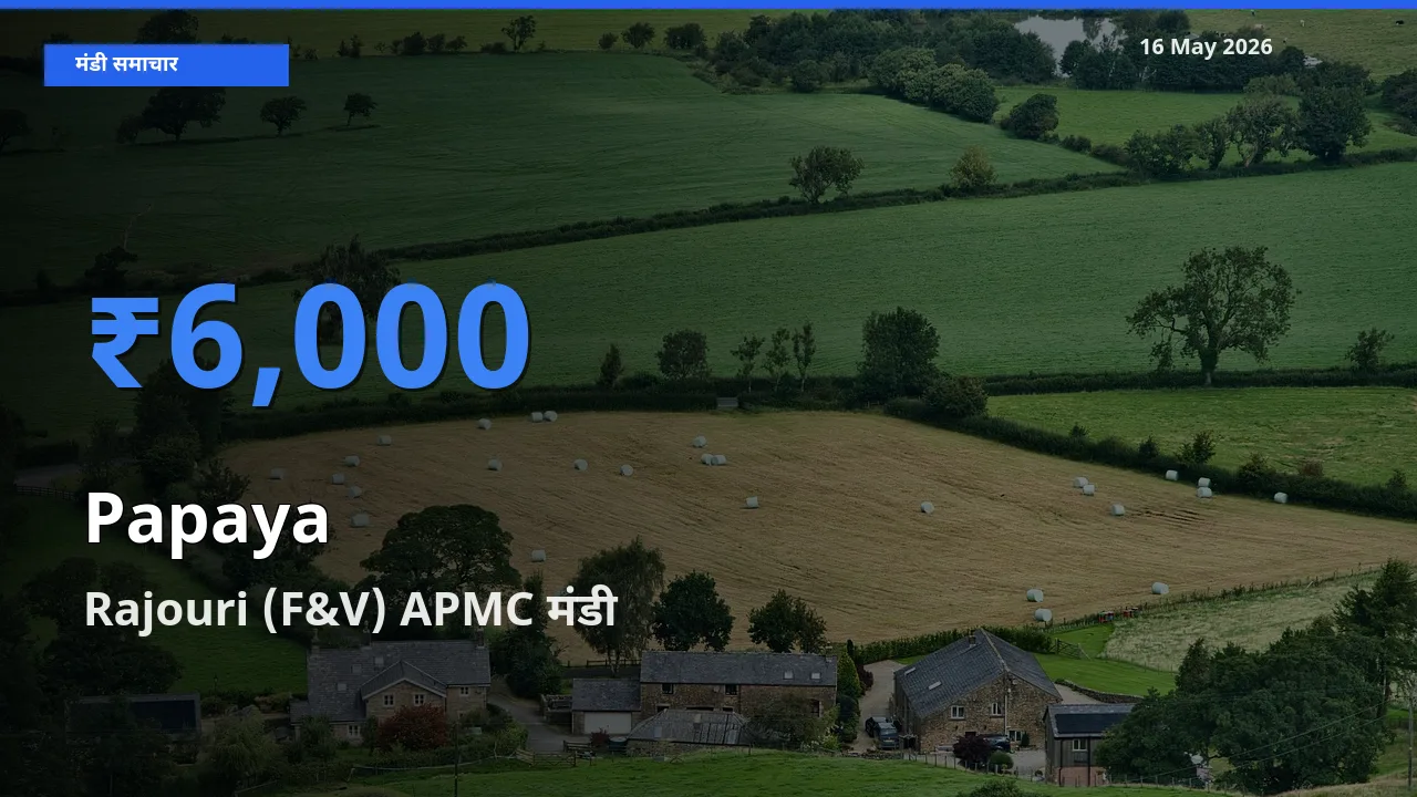 16 May अपडेट: पपीता के सबसे ऊँचे दाम Rajouri (F&V) APMC मंडी में