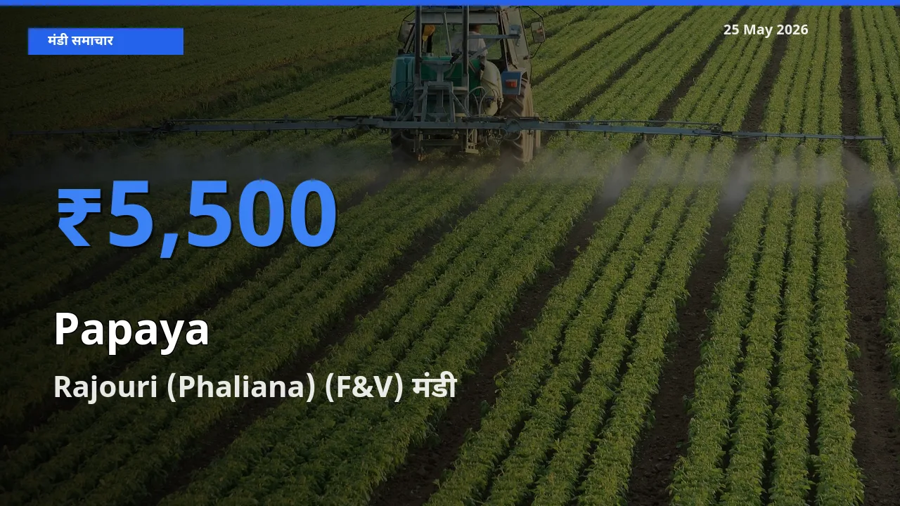 टॉप मंडी बना Rajouri (Phaliana) (F&V)! पपीता के सबसे ऊँचे दाम यहीं दर्ज