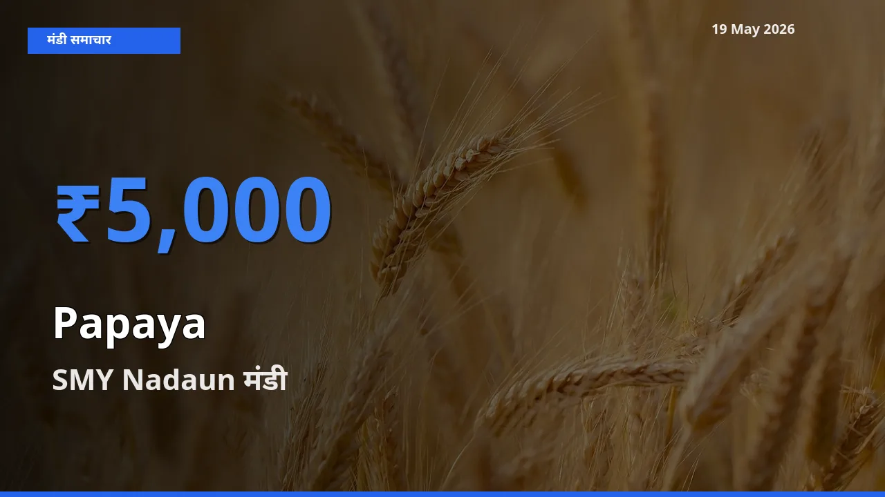 SMY Nadaun मंडी में आज पपीता के सबसे ऊँचे दाम दर्ज
