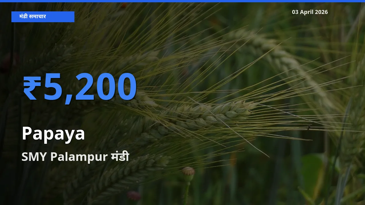 आज पपीता के सबसे ऊँचे दाम ₹5,200 SMY Palampur मंडी में