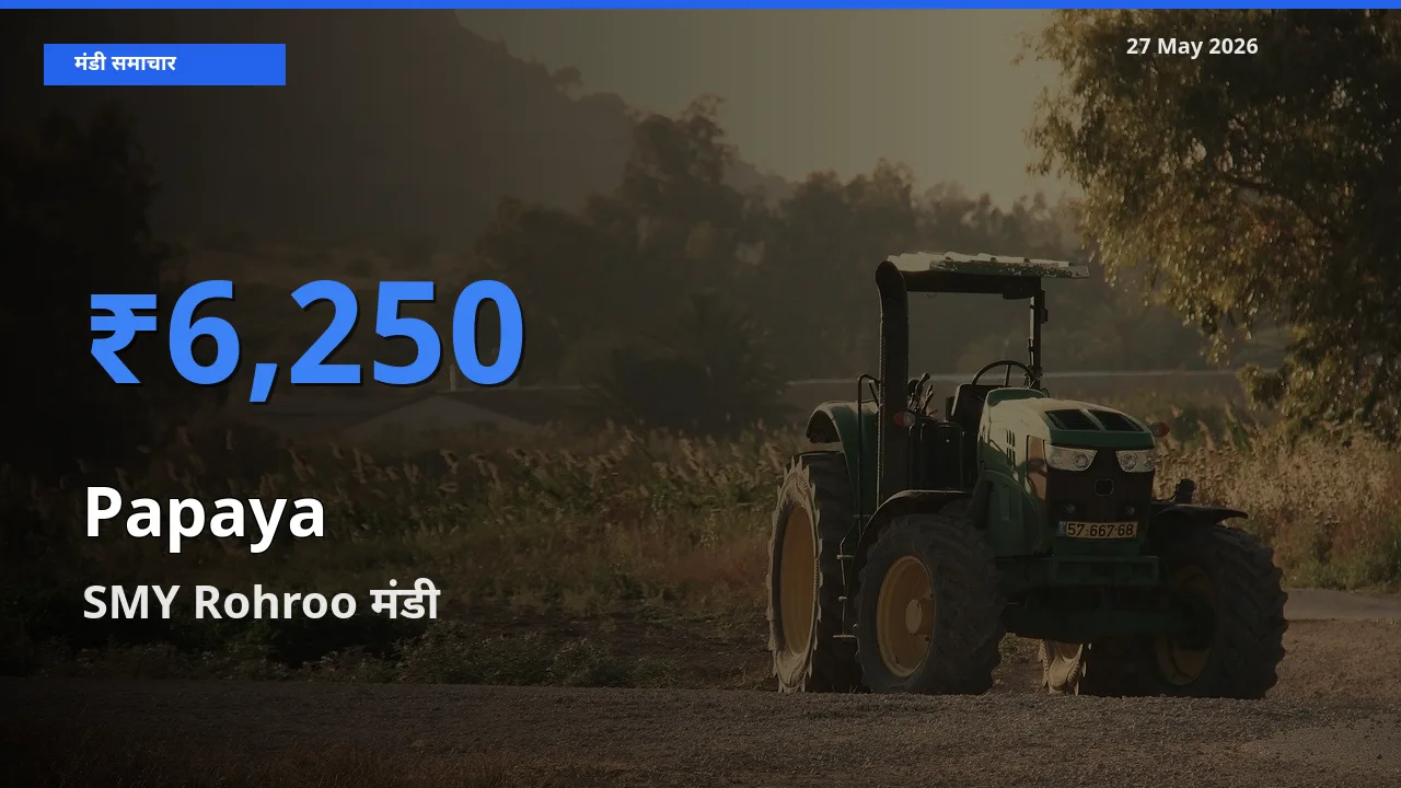 27 May अपडेट: पपीता के सबसे ऊँचे दाम SMY Rohroo मंडी में