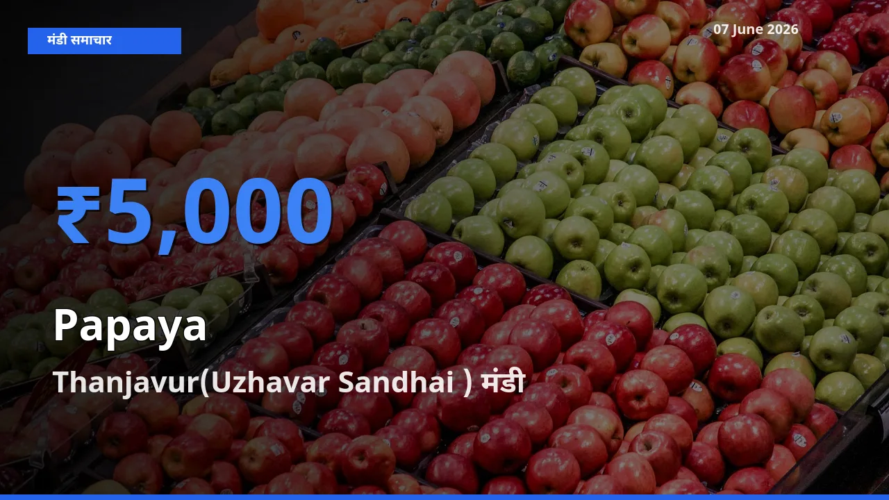 बाज़ार संकेत: Thanjavur(Uzhavar Sandhai ) बना पपीता के लिए आज की टॉप मंडी