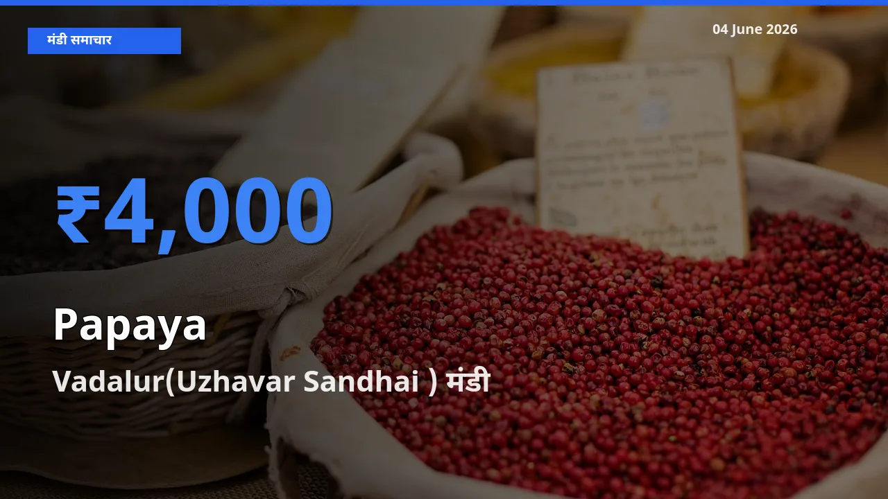 आज का मंडी भाव: पपीता के सबसे ज़्यादा दाम Vadalur(Uzhavar Sandhai ) में