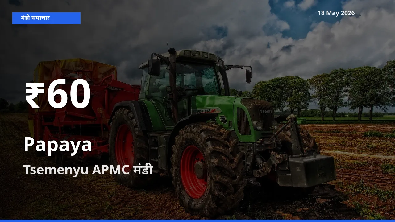 रिकॉर्ड गिरावट नहीं, लेकिन 30 दिन का न्यूनतम! Tsemenyu APMC में पपीता के दाम फिसले