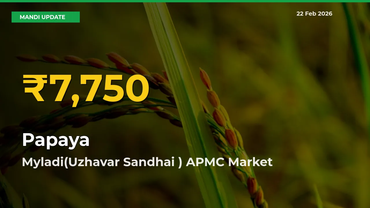 Myladi(Uzhavar Sandhai ) APMC Leads as Papaya Hits Highest Rate – February 22 Update