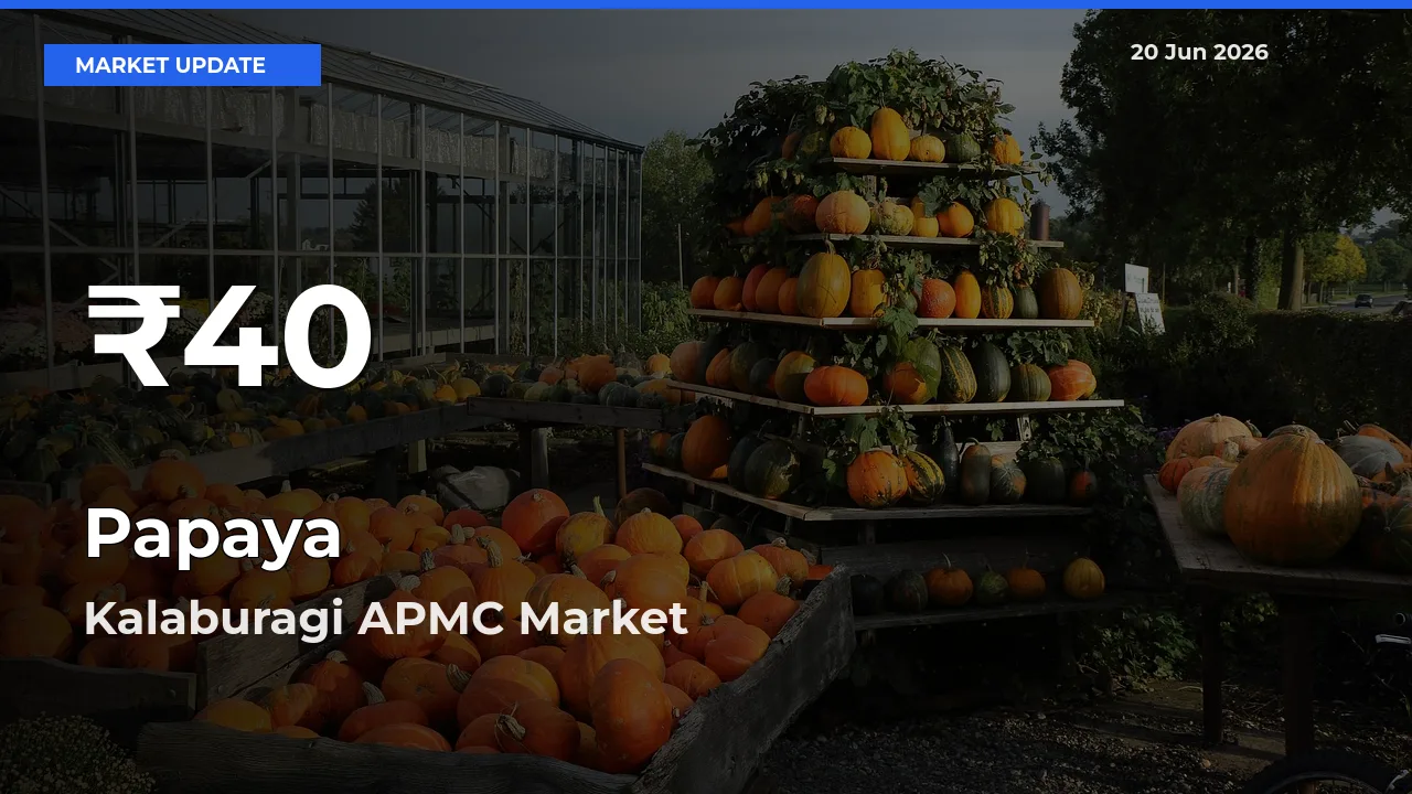 Big Drop! Papaya Slides to 30-Day Low at Kalaburagi APMC