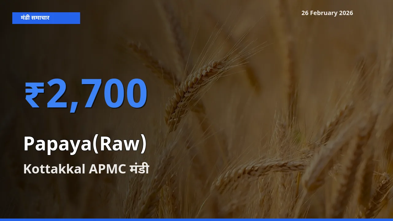 Kottakkal APMC में Papaya(Raw) का आज सबसे ऊँचा भाव