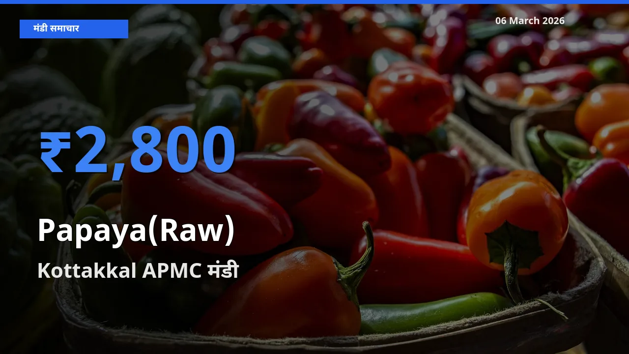 Kottakkal APMC मंडी में पपीता (कच्चा) ₹2,800 पर पहुँचा – आज का सर्वोच्च भाव