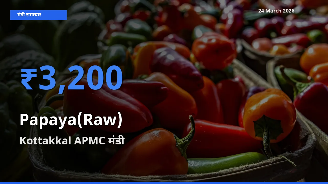 Kottakkal APMC मंडी में आज पपीता (कच्चा) के सबसे ऊँचे दाम दर्ज