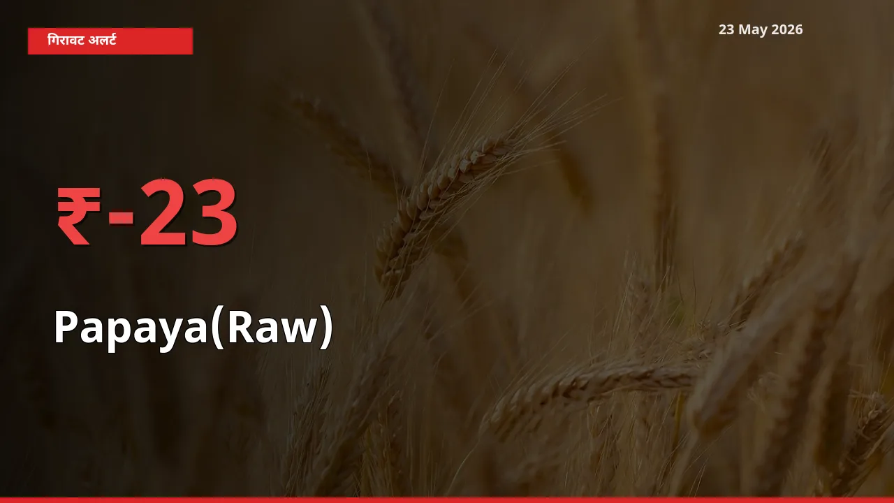 22.75% की गिरावट! मंडी में पपीता (कच्चा) के दाम अचानक टूटे