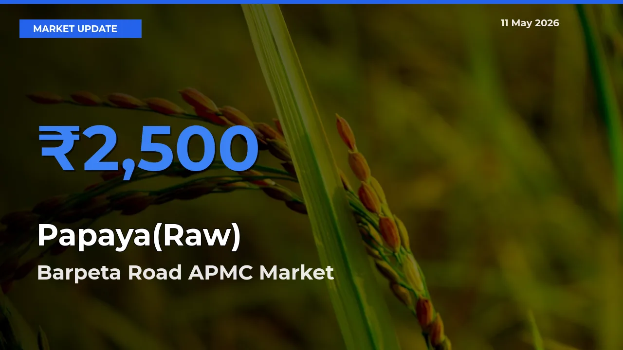 Barpeta Road APMC Tops Papaya(Raw) Rates – May 11 Market Update