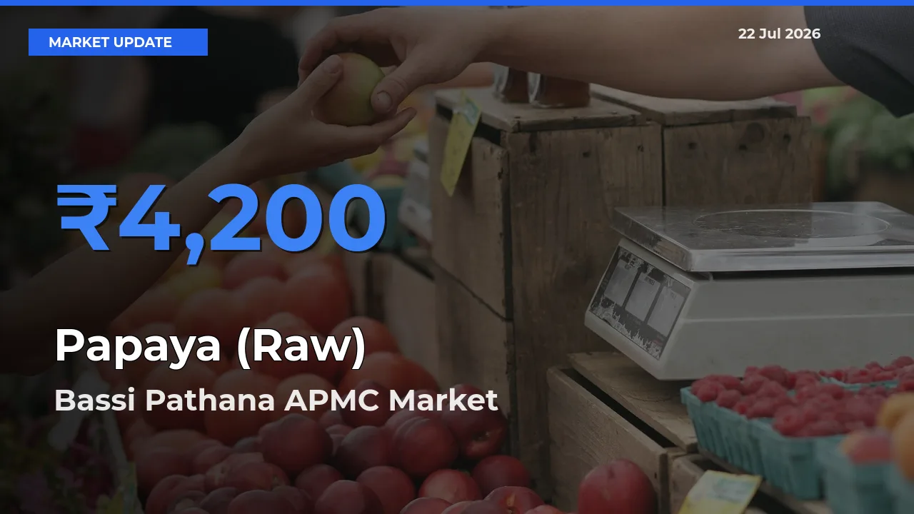 Bassi Pathana APMC Offers ₹4,200 – Highest Papaya (Raw) Rate Today