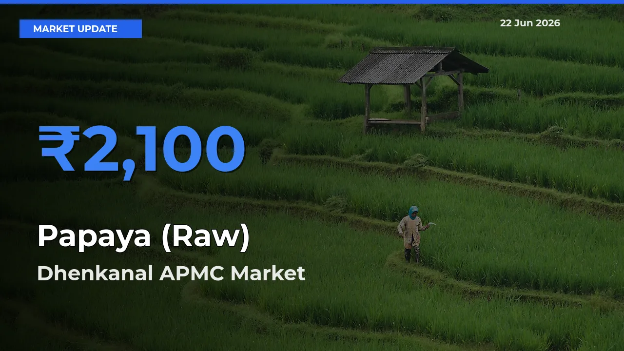 Dhenkanal APMC Emerges as Top Mandi for Papaya (Raw) Prices Today