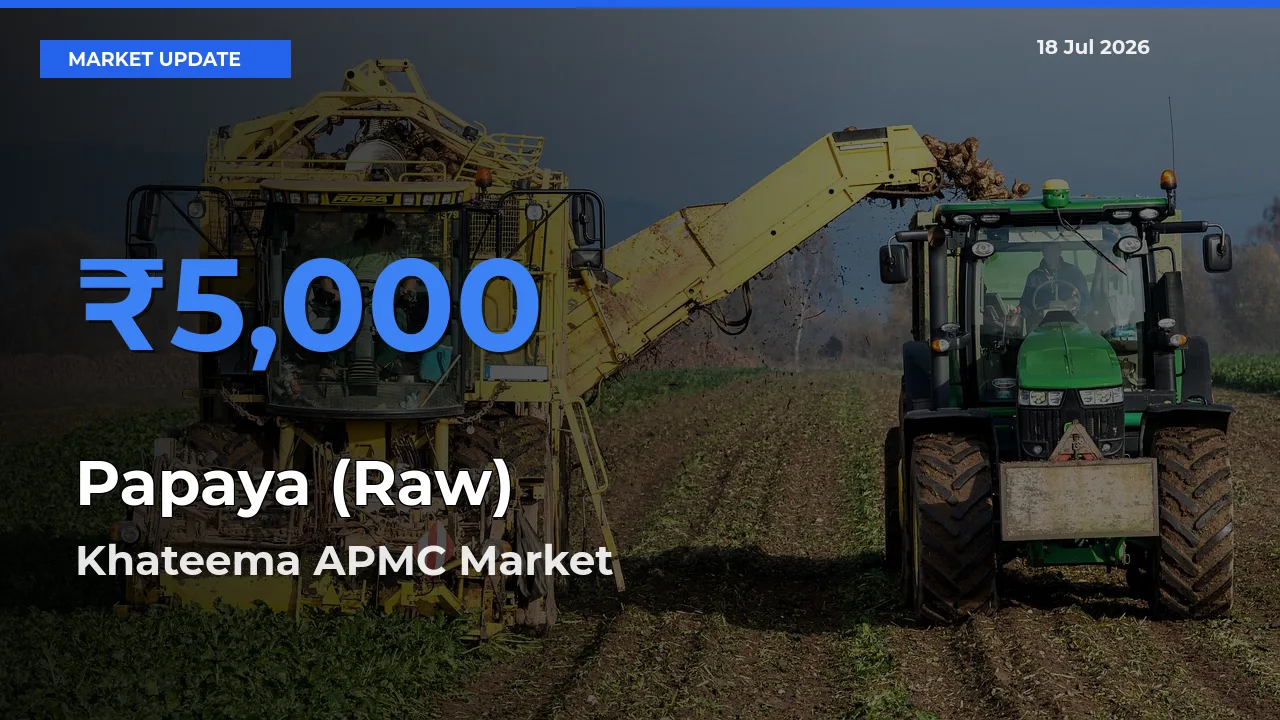 Khateema APMC Emerges as Top Mandi for Papaya (Raw) Prices Today