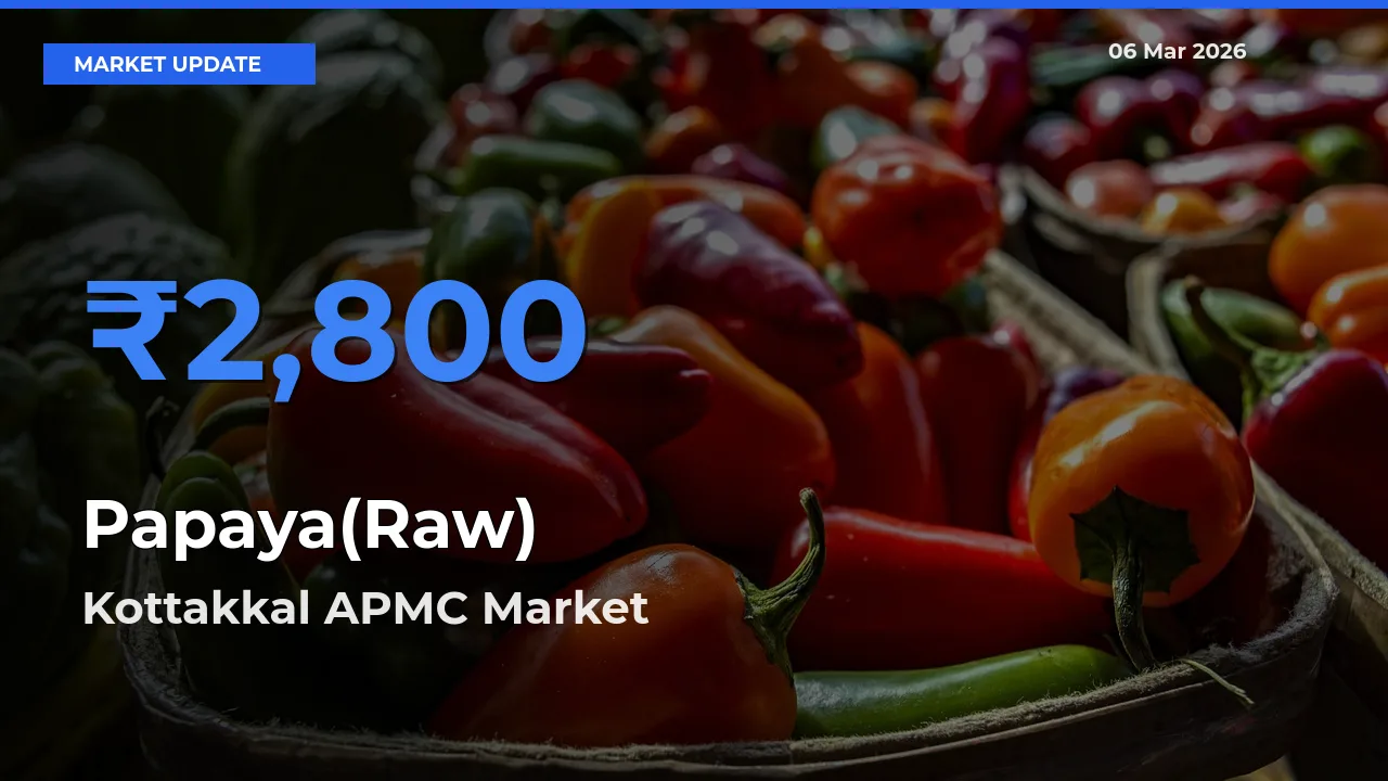 Top Performer! Kottakkal APMC Offers Best Papaya(Raw) Price Today
