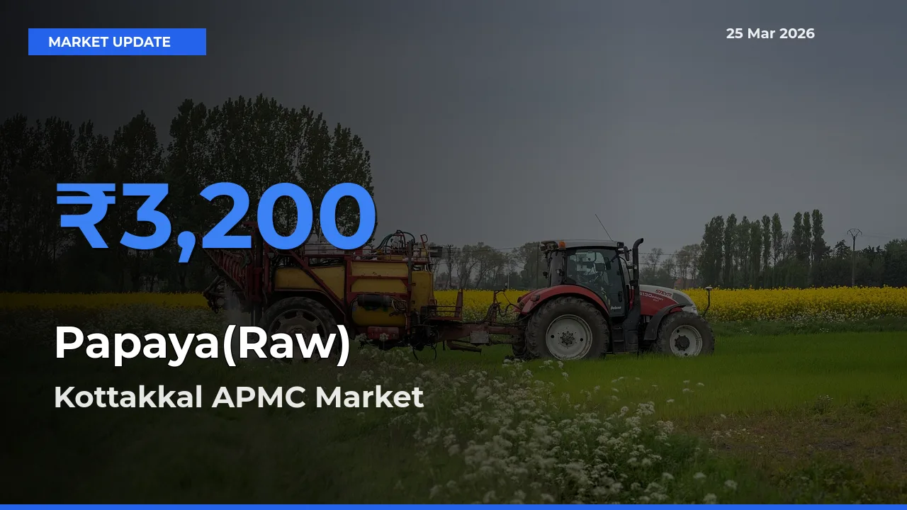 Kottakkal APMC Emerges as Top Mandi for Papaya(Raw) Prices Today