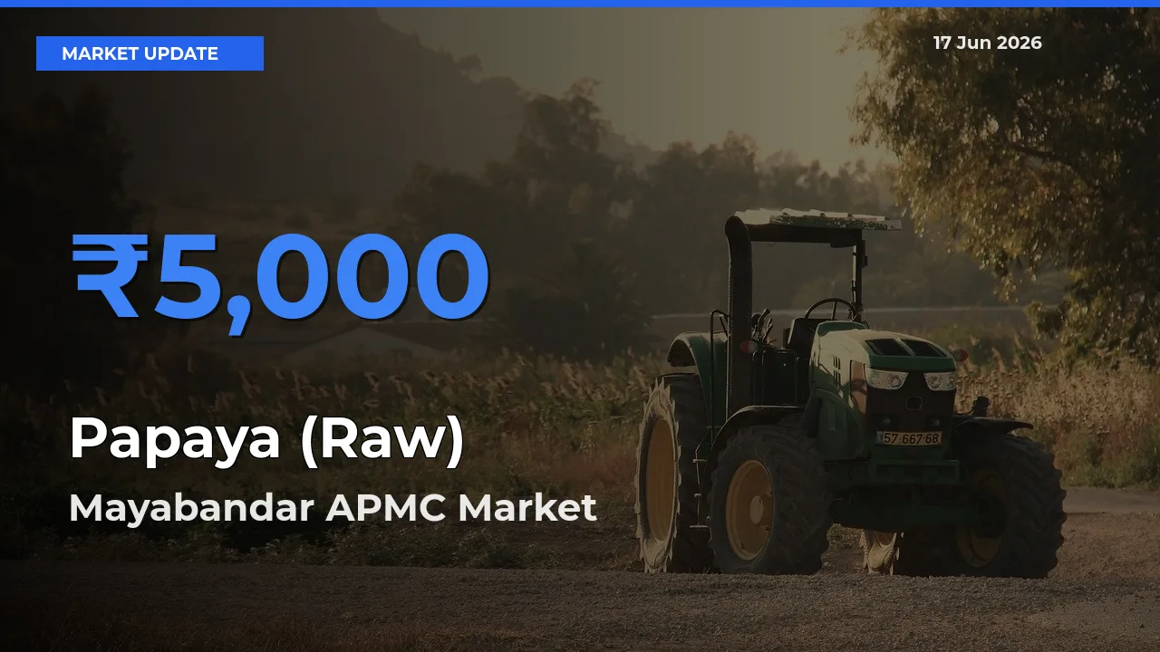 Mayabandar APMC Records Highest ₹5,000 Rate for Papaya (Raw)
