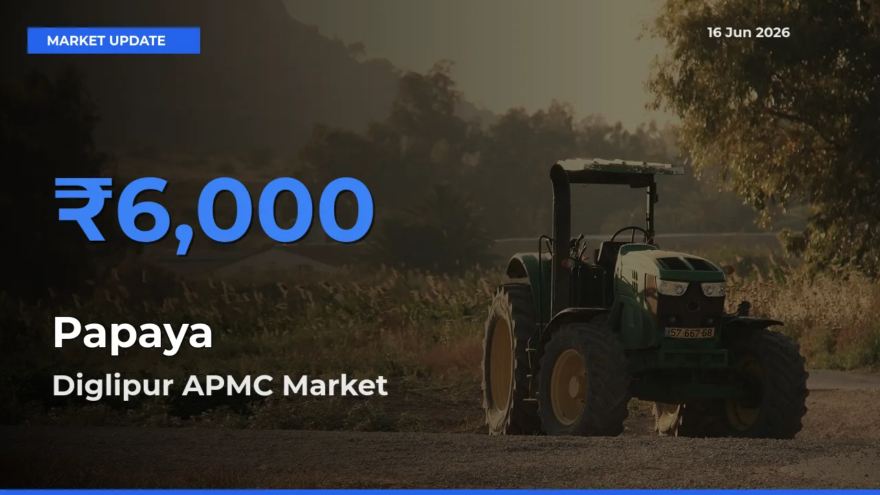 Diglipur APMC Offers ₹6,000 – Highest Papaya Rate Today