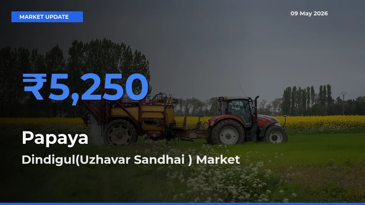 Dindigul(Uzhavar Sandhai ) Leads as Top Mandi for Papaya Prices