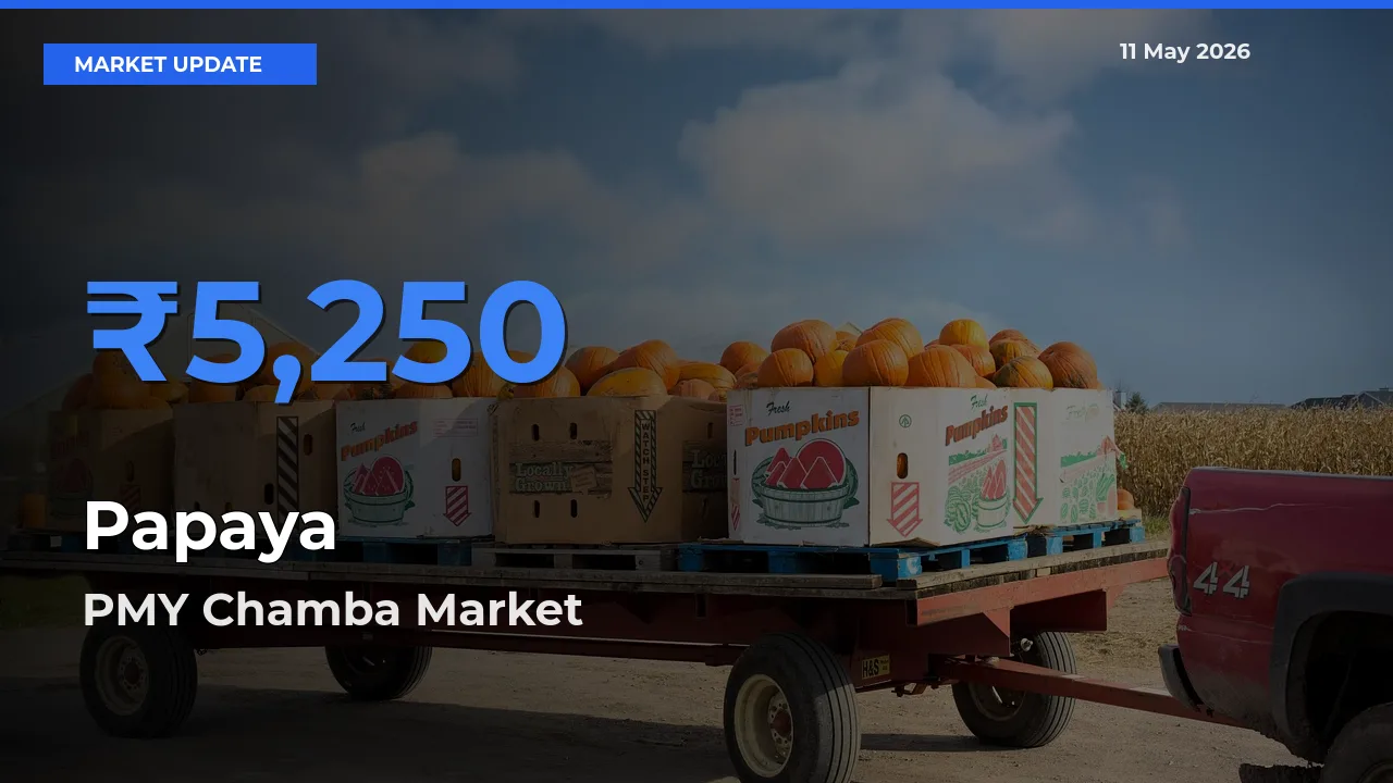 Papaya Mandi Rate Today: PMY Chamba Tops the List