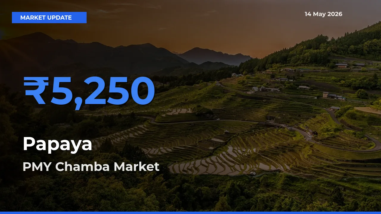 PMY Chamba Offers ₹5,250 – Highest Papaya Rate Today