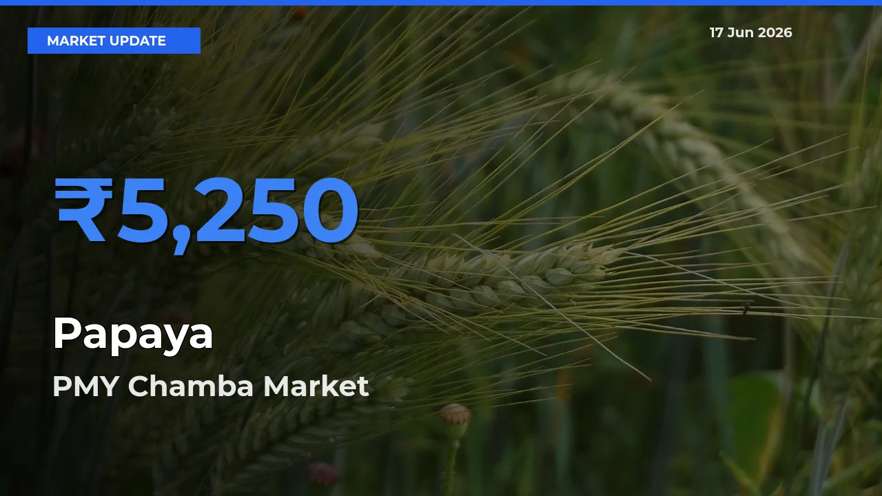 Top Performer! PMY Chamba Offers Best Papaya Price Today