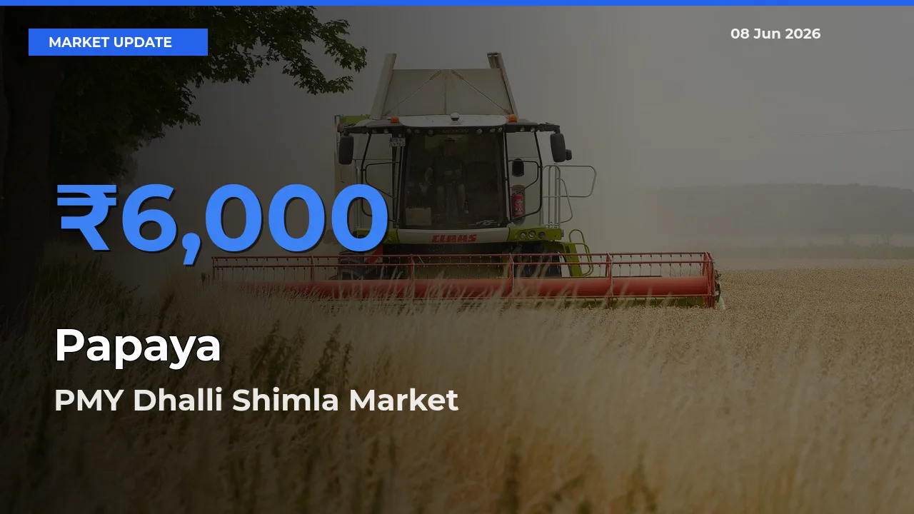 PMY Dhalli Shimla Records Highest ₹6,000 Rate for Papaya