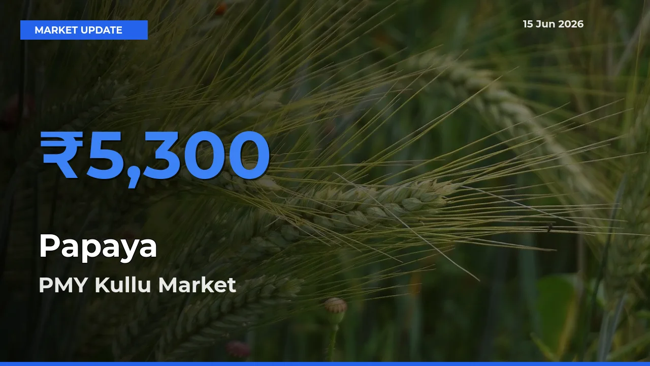 PMY Kullu Offers ₹5,300 – Highest Papaya Rate Today