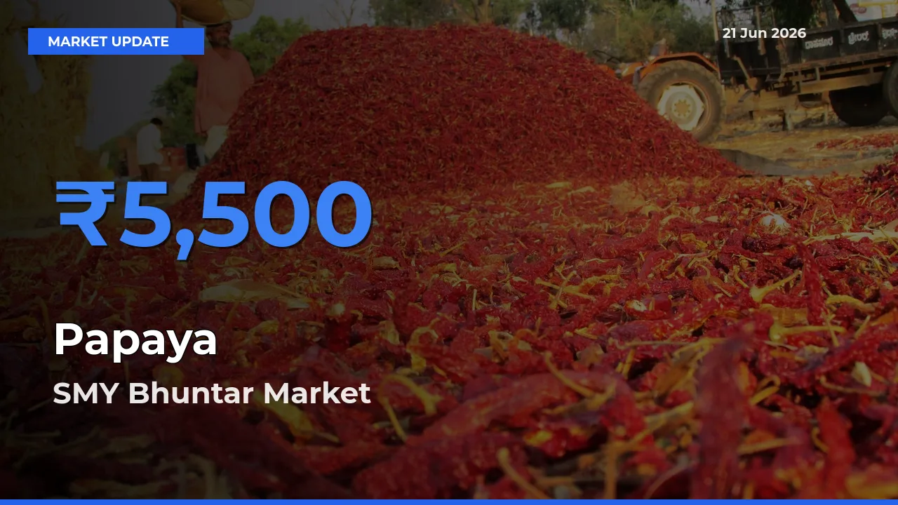 Farmers Prefer SMY Bhuntar as Papaya Hits Highest Rate