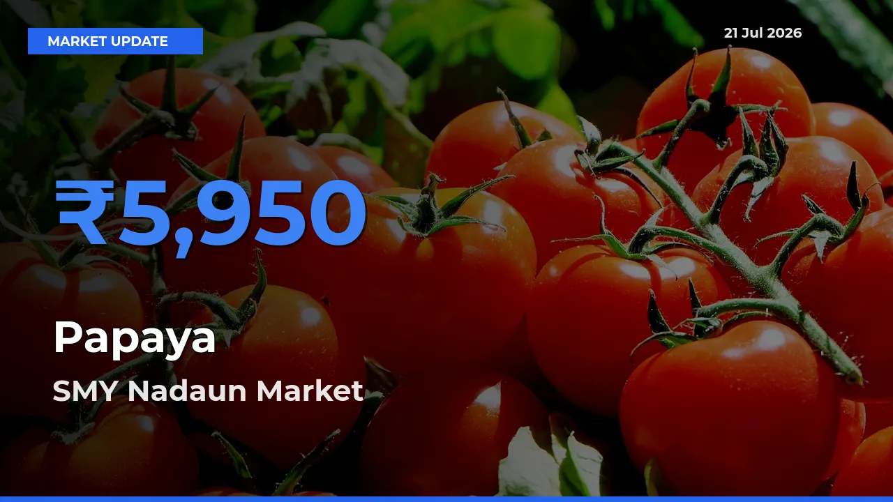 Farmers Prefer SMY Nadaun as Papaya Hits Highest Rate