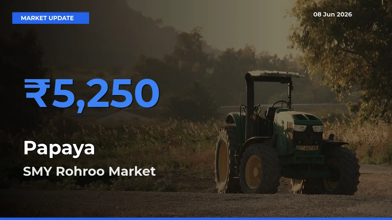 SMY Rohroo Leads as Top Mandi for Papaya Prices