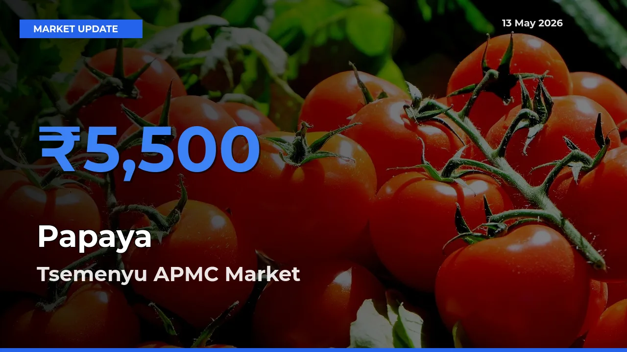 Tsemenyu APMC Leads as Top Mandi for Papaya Prices