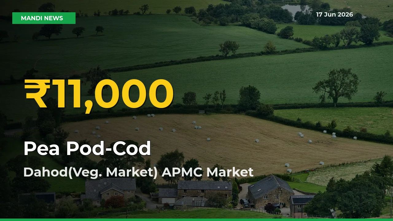 Pea Pod-Cod Price Rally Continues – Dahod(Veg. Market) APMC Hits Fresh High Today