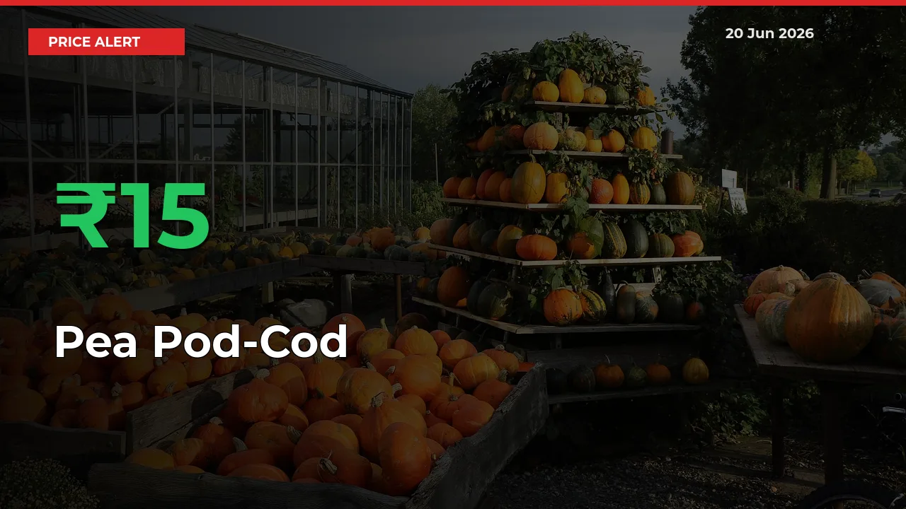 15.42% Spike in Pea Pod-Cod Prices – Mandi Sees Sudden Rally