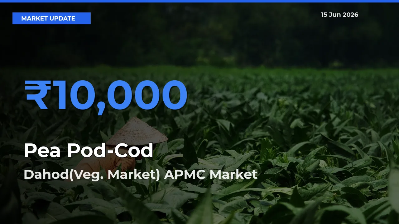 Dahod(Veg. Market) APMC Tops Pea Pod-Cod Rates – June 15 Market Update
