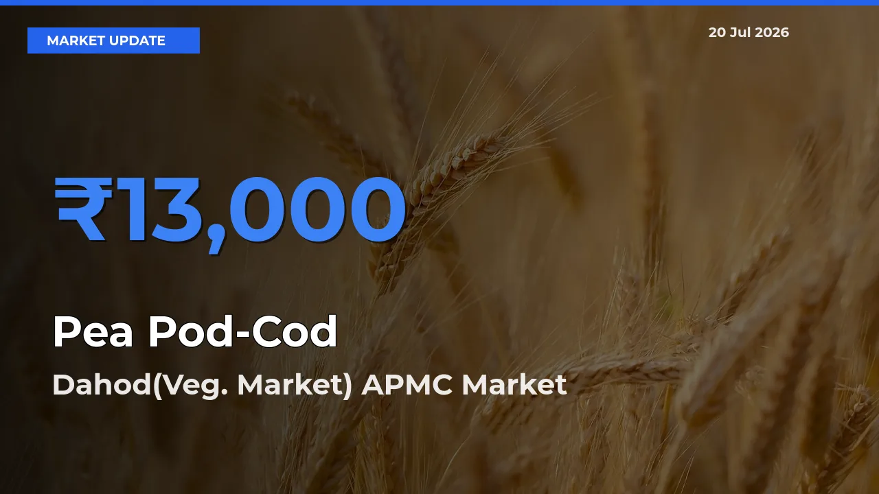 Market Watch: Dahod(Veg. Market) APMC Becomes Top Mandi for Pea Pod-Cod