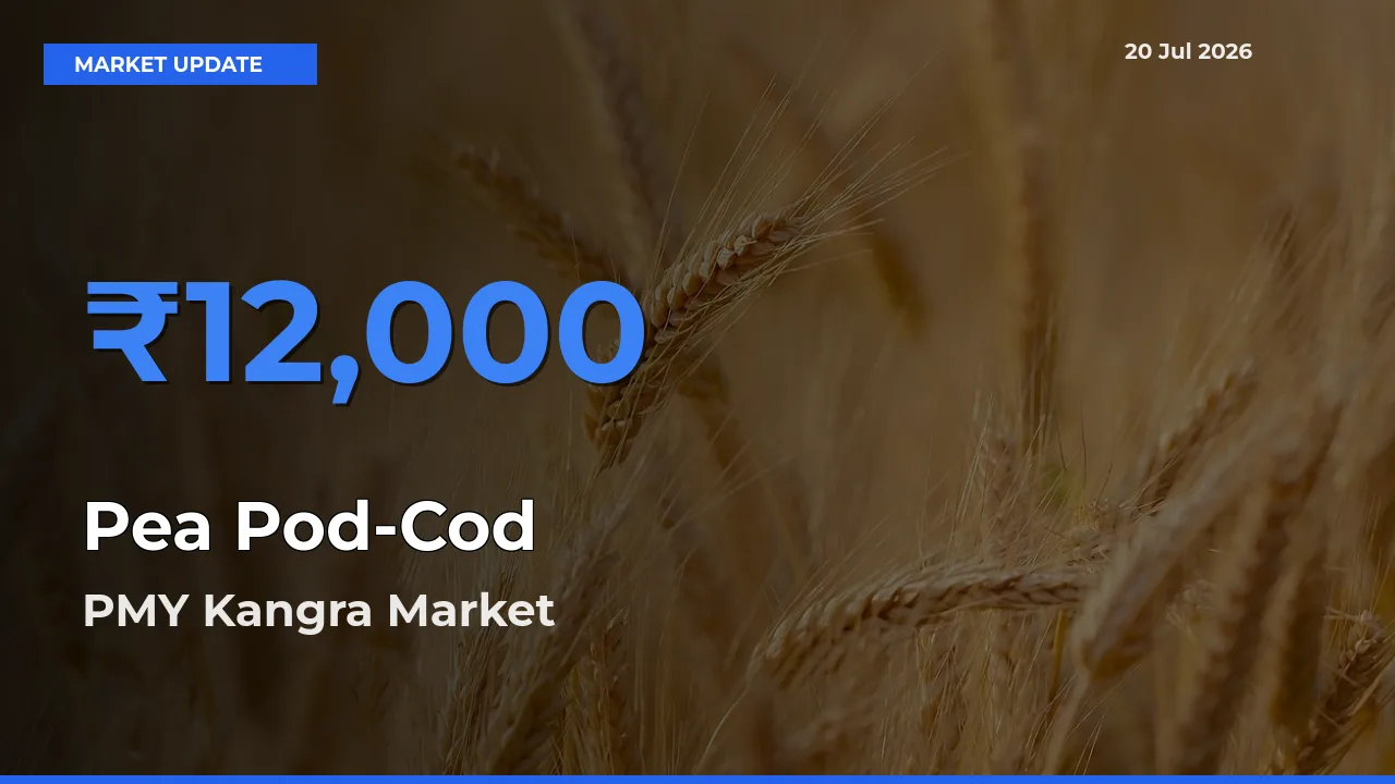 PMY Kangra Emerges as Top Mandi for Pea Pod-Cod Prices Today