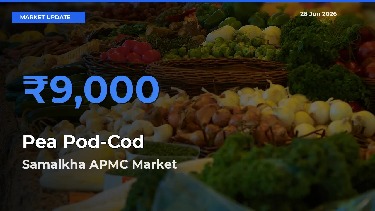 Market Watch: Samalkha APMC Becomes Top Mandi for Pea Pod-Cod