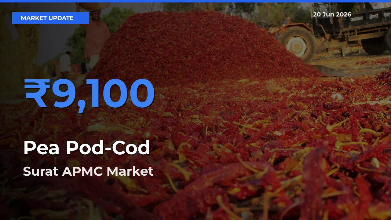 Surat APMC Emerges as Top Mandi for Pea Pod-Cod Prices Today