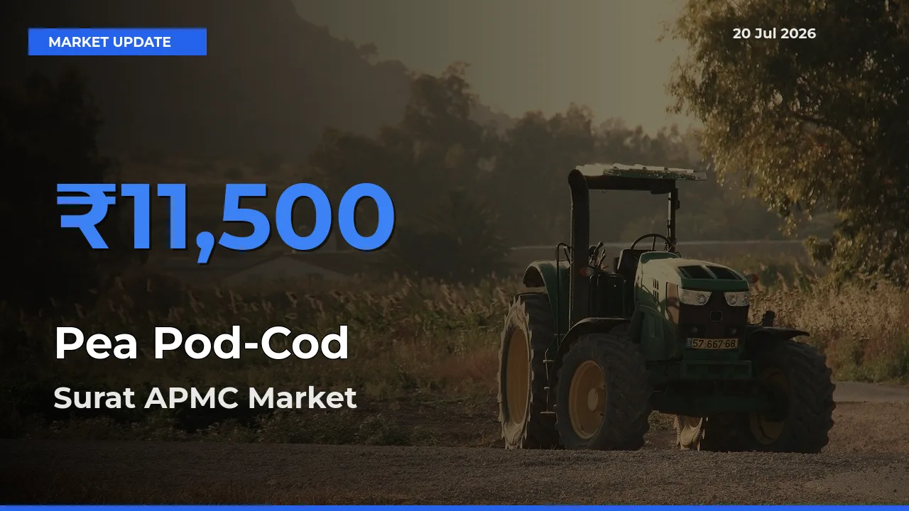 Surat APMC Records Highest ₹11,500 Rate for Pea Pod-Cod