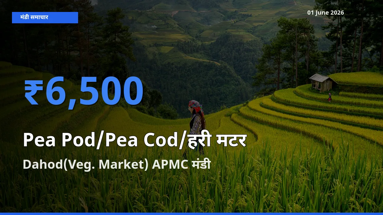 आज मटर की फली के सबसे ज़्यादा दाम Dahod(Veg. Market) APMC मंडी में दर्ज