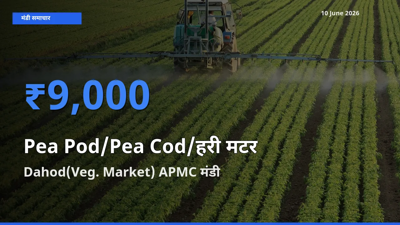 आज का मंडी भाव: मटर की फली के सबसे ज़्यादा दाम Dahod(Veg. Market) APMC में